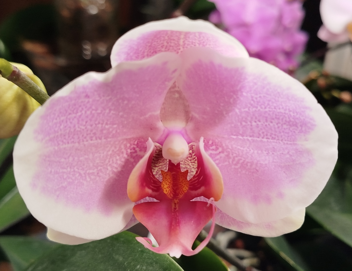 31 января 2025 Претти Романс - свежераспустившийся цветок