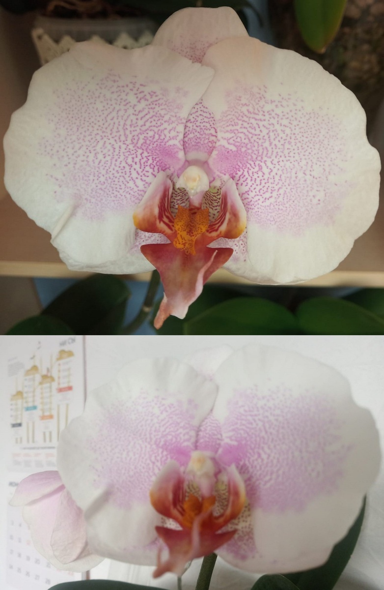 Первое домашнее цветение претти романс оказалось таким светлым