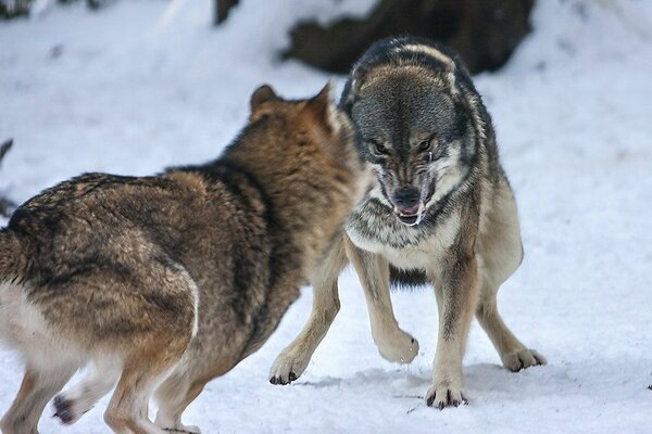 Какие 4 породы собак способны одолеть волка?