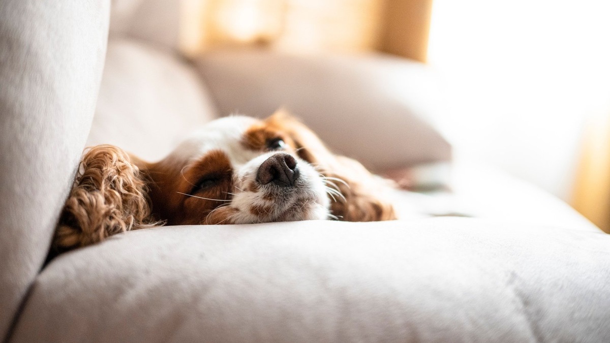   Собаки могут видеть сны во время фазы быстрого сна