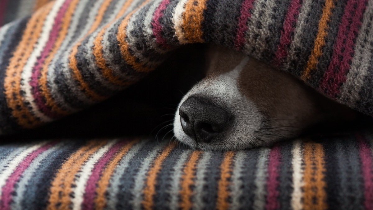    Чаще всего собаке снятся «воспоминания»