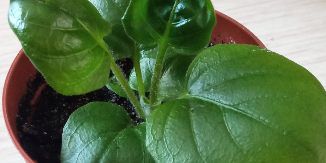 Какие комнатные цветы можно вырастить зимой из семян.