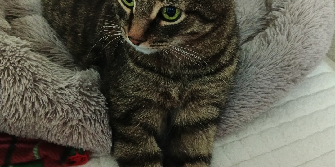 11.01.2026 Воскресенье Дневник "Мой новый день" Трогательная история Кузьмы. Мороз и солнце!