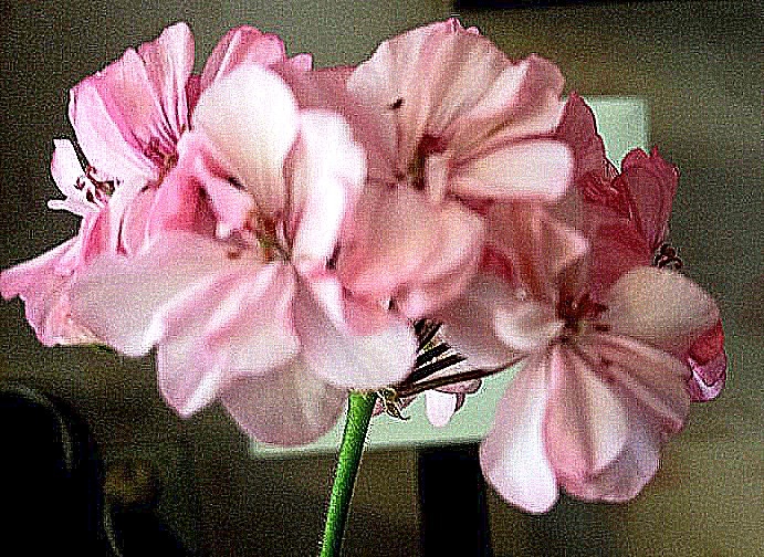 шапочка Occold Lagon пошла под нож. Сейчас стоит вся в зелени.