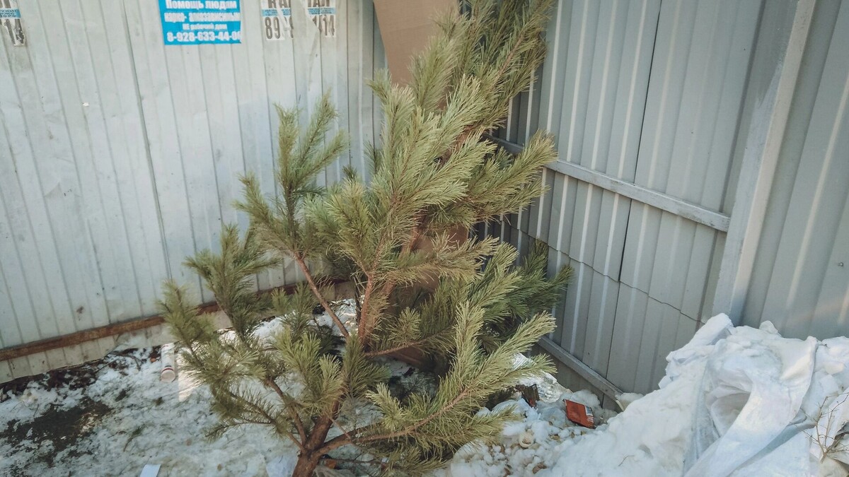    Куда сдать ёлку в Ростове-на-Дону в 2026 году: адреса и дата   1MI