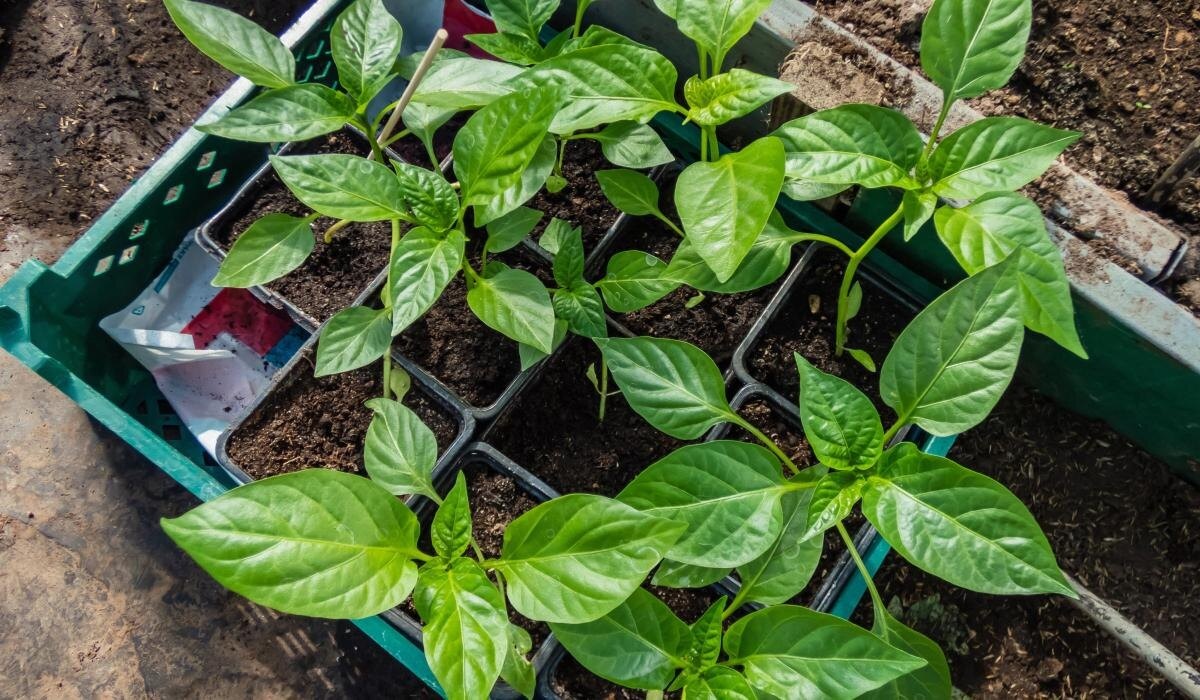 Когда сажать перец на рассаду в феврале 2026: полный гид по регионам, сортам и лунному календарю