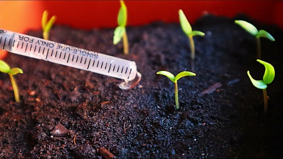 Сроки посева перцев на рассаду по регионам