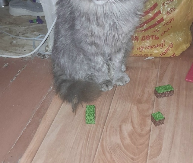 В мороз в подъезде прибился старенький кот