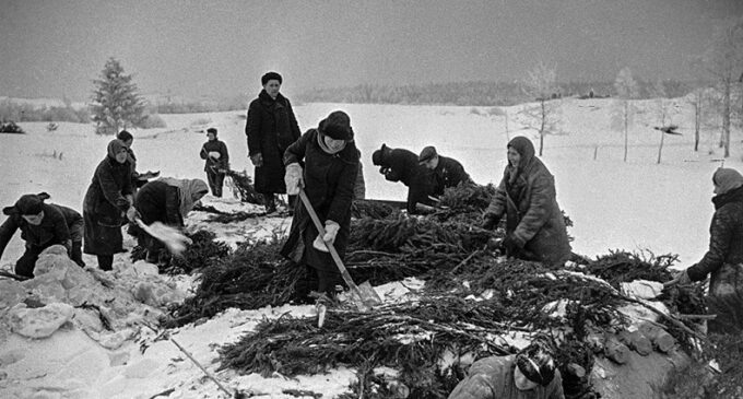 Честно не уверен, что ёлку тут заготавливают для лекарства. 