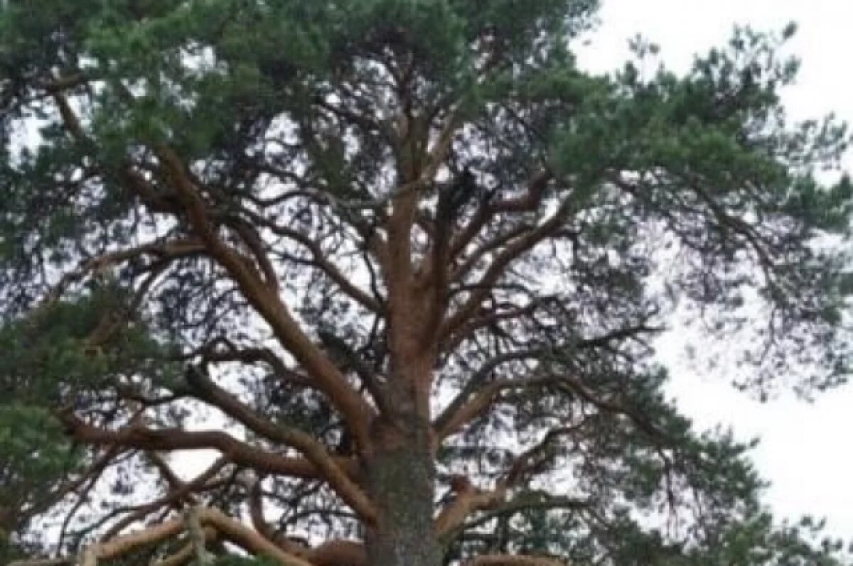    В Балтийске возбуждено уголовное дело из-за незаконной вырубки сосен
