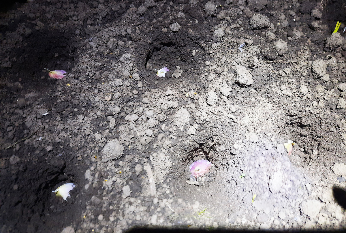 Чеснок посажен 19.09.2025 год. 