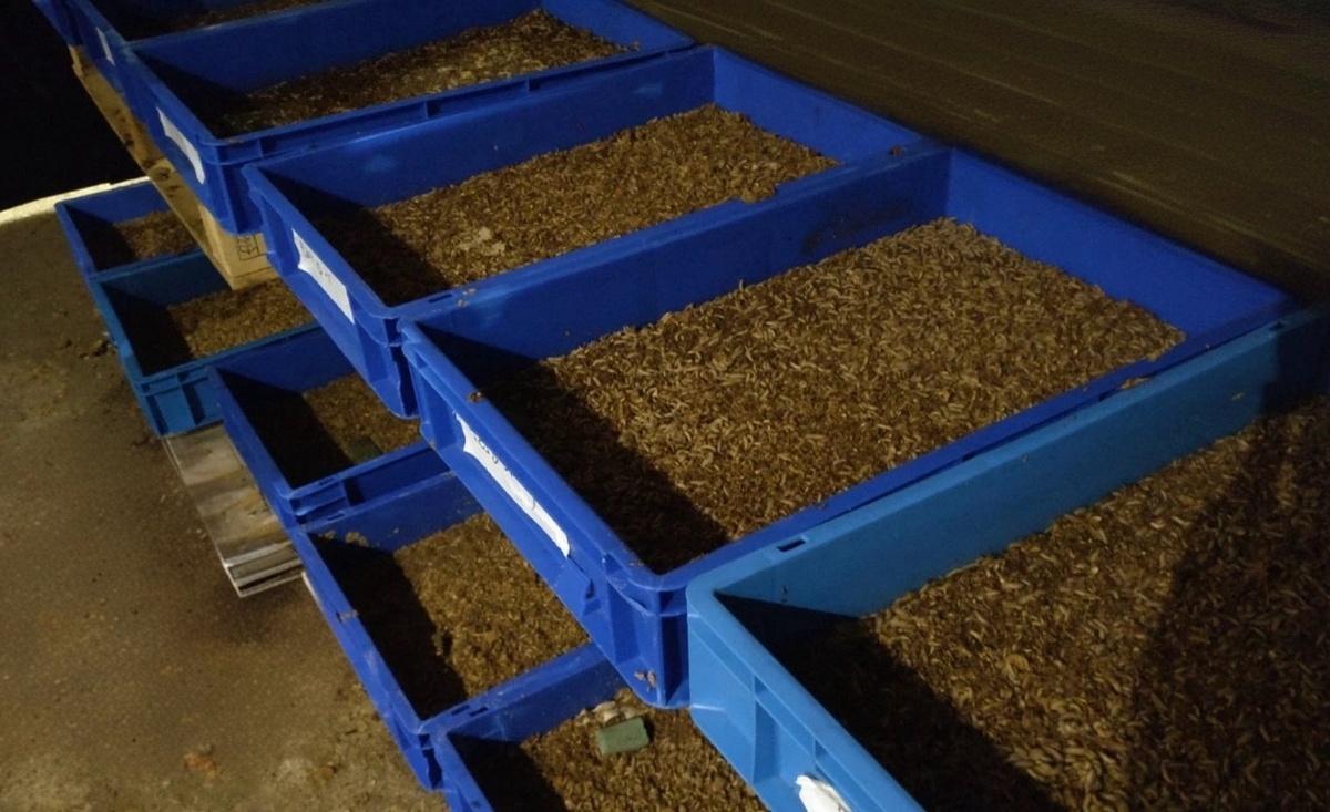 Варианты (листайте галерею) культивирования личинки черной львинки контейнерным способом.