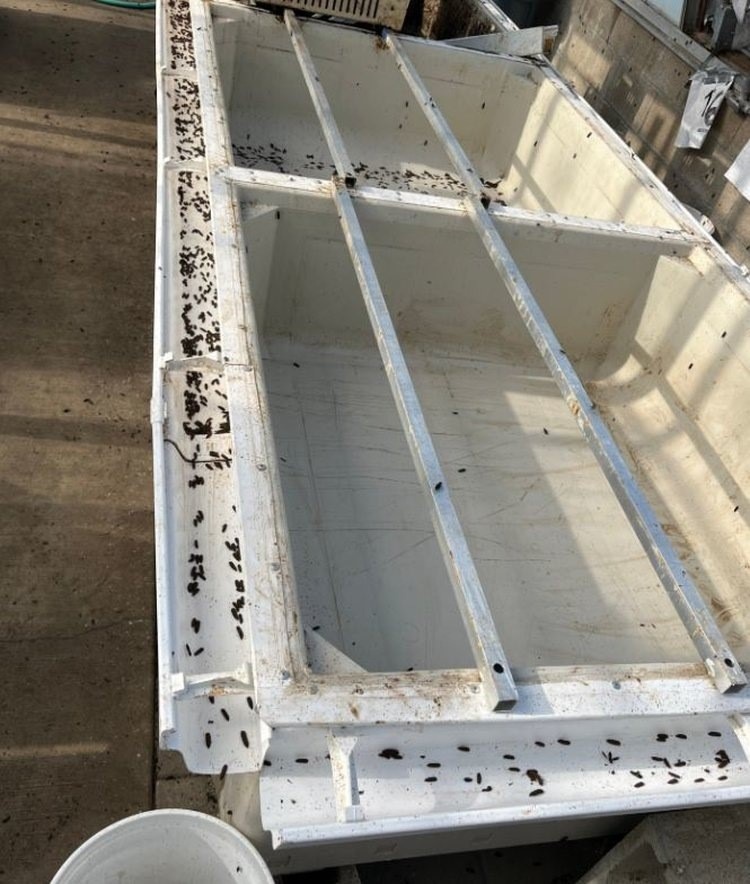 Культивация в специализированных контейнерах несколько снижает трудоемкость по сравнению с культивацией в простых ящиках (см. предыдущее изображение).