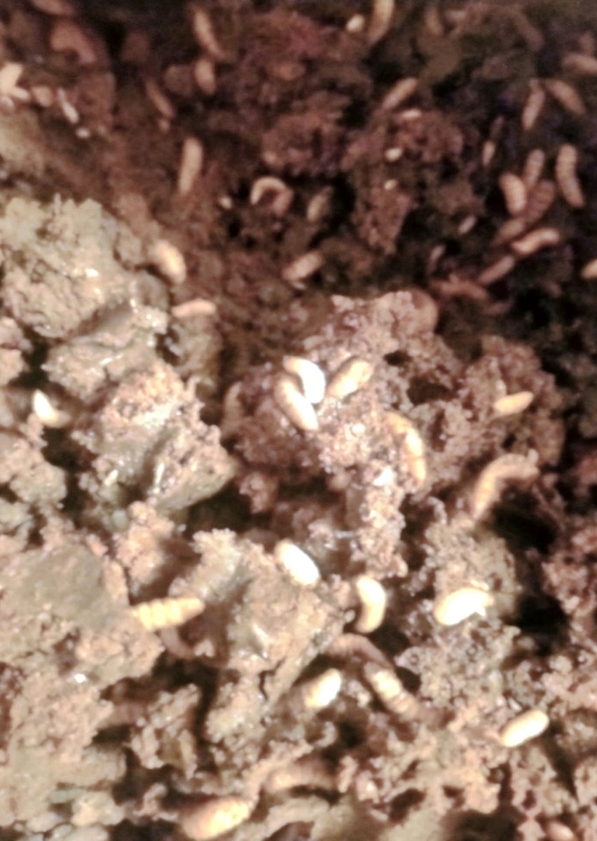 Контрольные выгрузки из мешка на разных стадиях развития личинки не показали отличий в ее развитии от такового в случае культивации контейнерным способом.