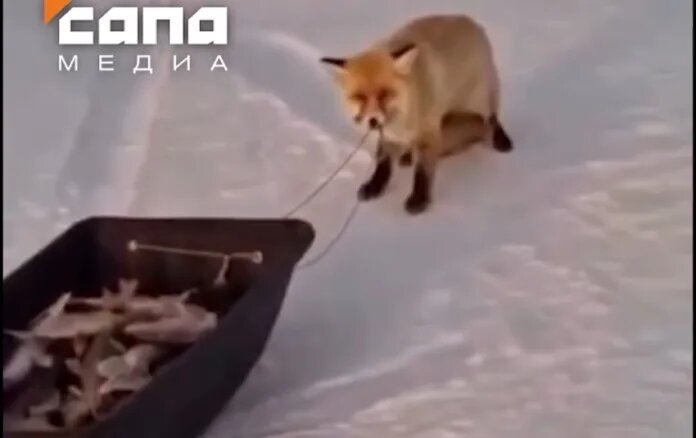    фото: телеграм-канал «Сапа».