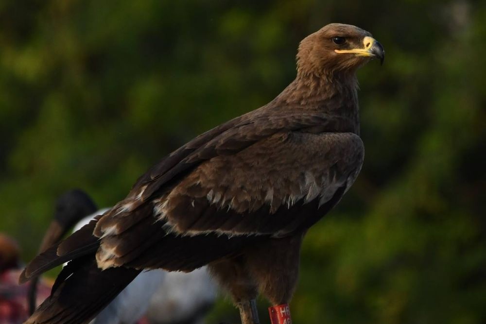    Калмыцкий степной орел пролетел больше десятка стран, чтобы оказаться в индийском штате Гуджарат. / Заповедник "Черные земли"