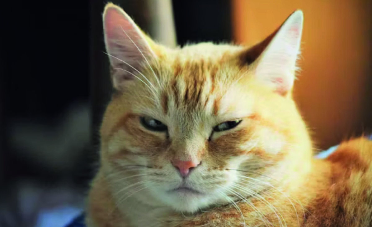 Кот на что-то явно обиделся. Фото: Unsplash.com, fr0ggy5.