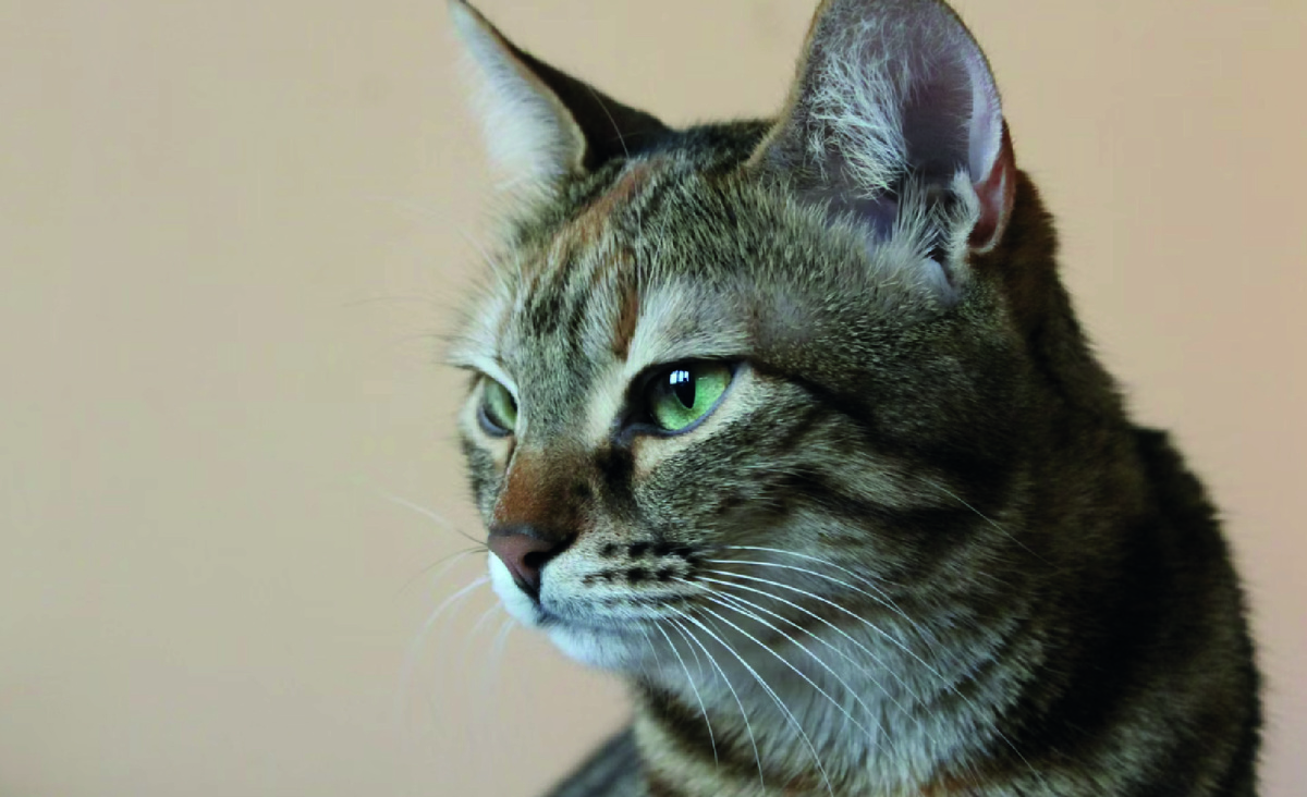 У кота плохое настроение. Фото: Unsplash.com, koko boko.