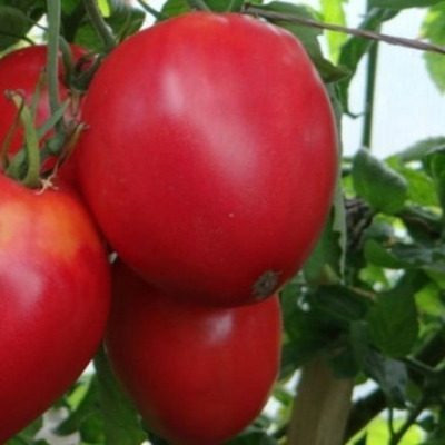 Томат Цифомандра: экзотическое дерево с ароматными плодами для вашего сада