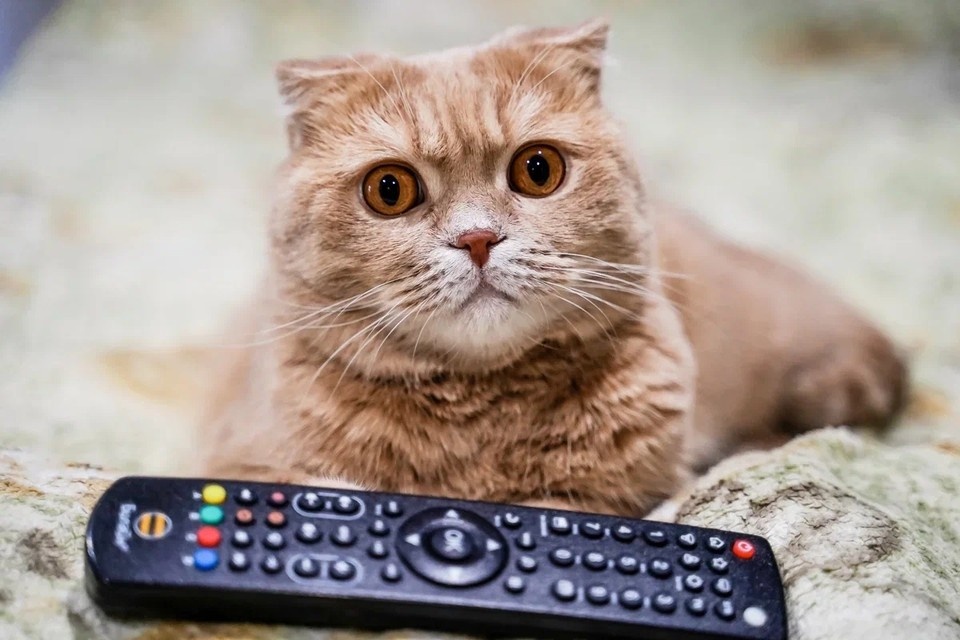    Самарцам рассказали о цензуре в кино Светлана МАКОВЕЕВА