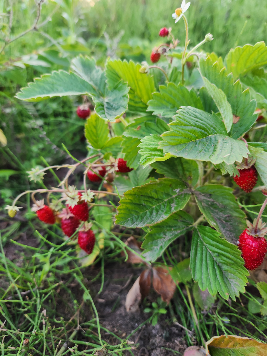 Кустики первогодки