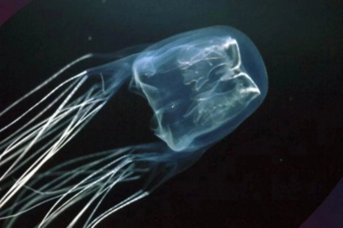    В РФ подготовят предложения по добыче и переработке медуз Азовского моря