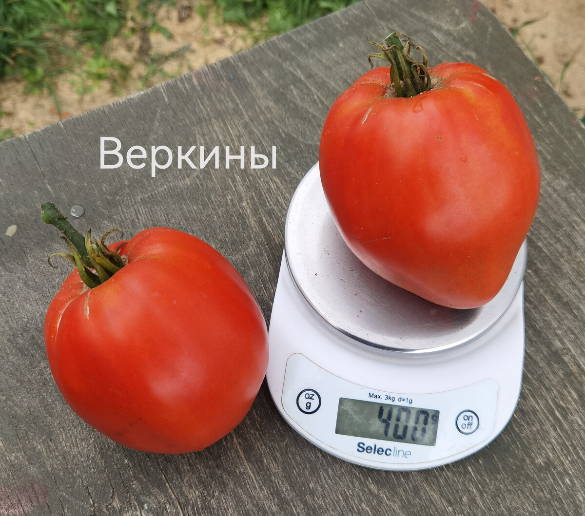 томат Веркины
