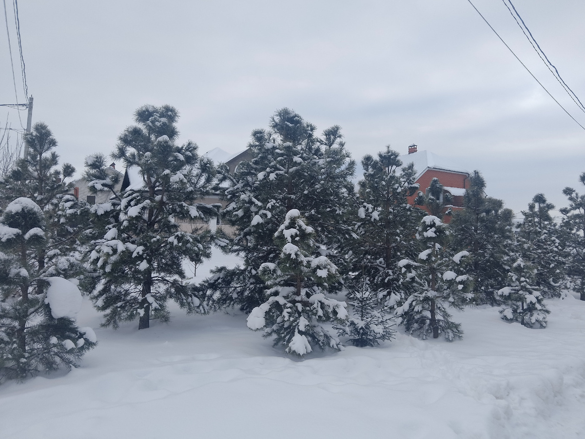 Фото автора, такая красота у дома