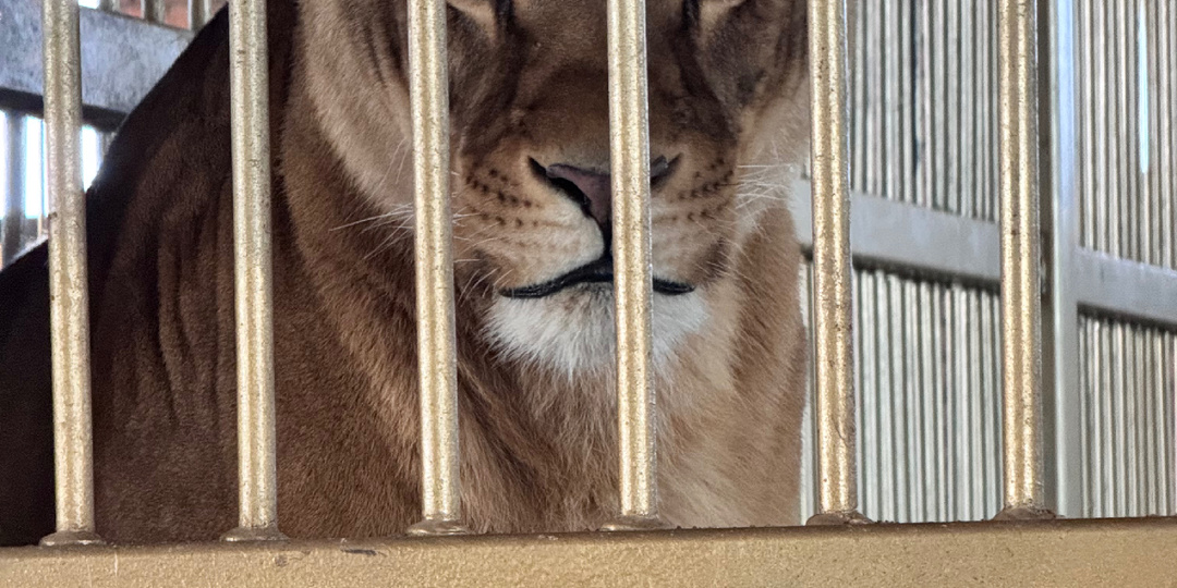 Посетили зоопарк Карым! Новогодние прогулки продолжаются…