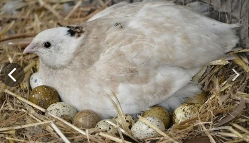 перепелка несушка 