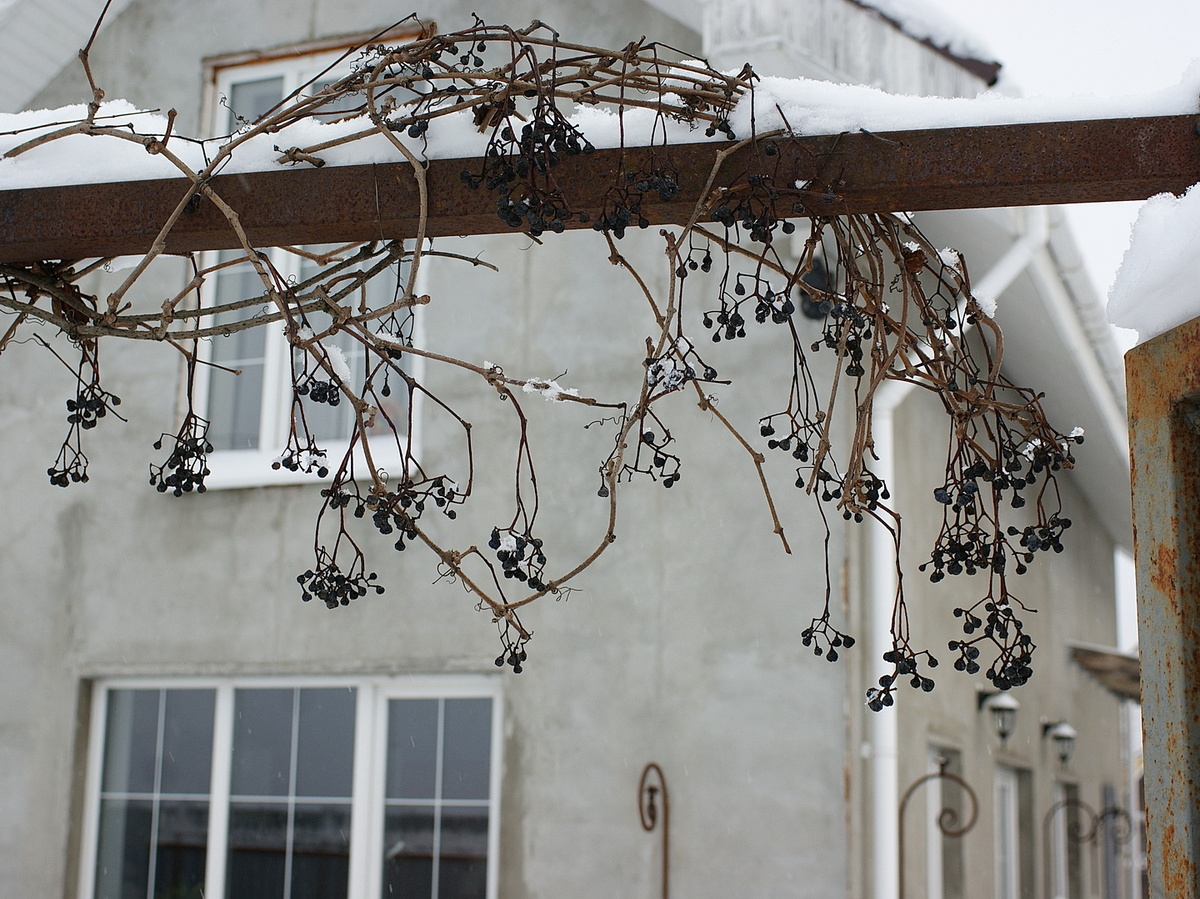 Девичий виноград на калитке. Хорошо, хоть его не замело.