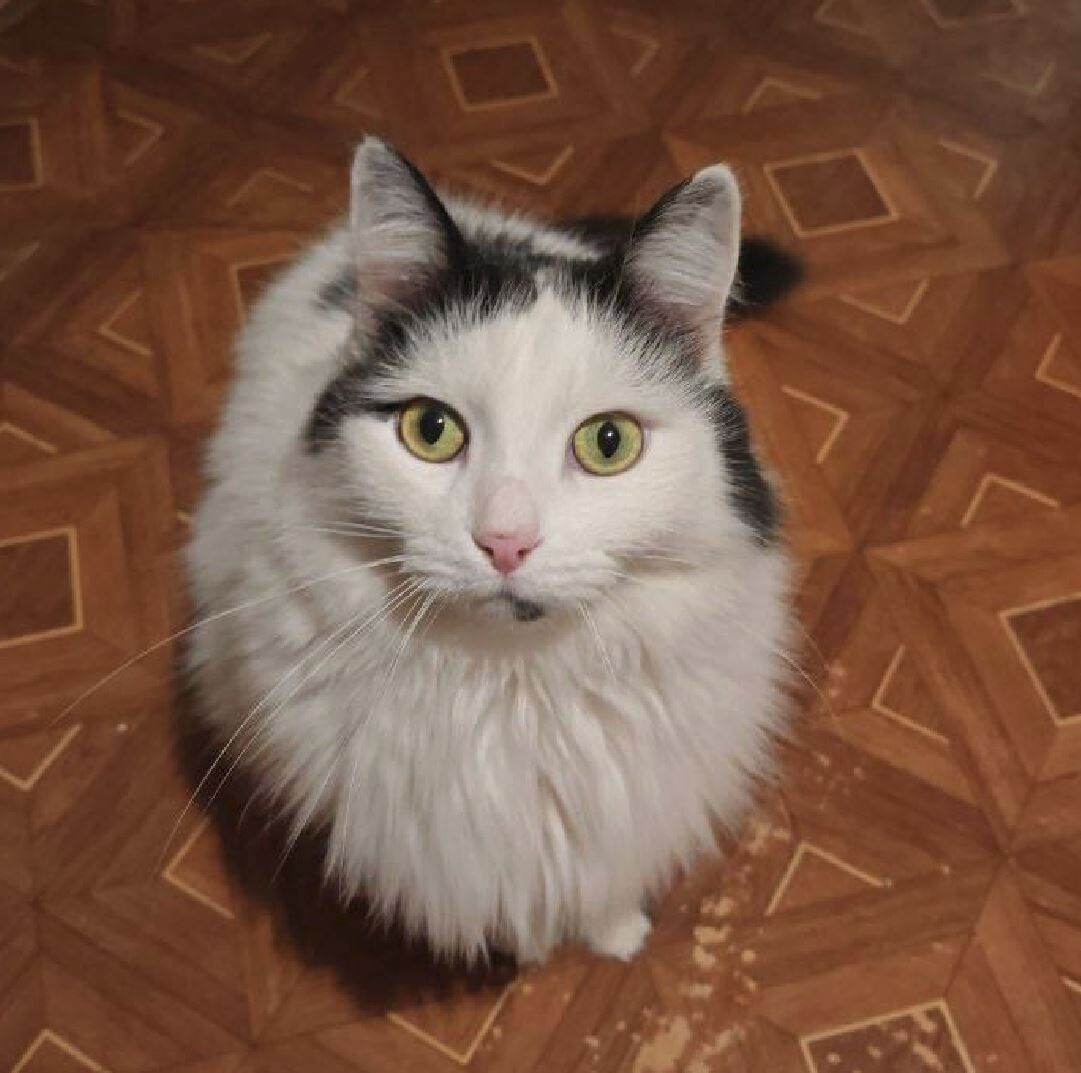 Это Лаки. Очень ласковый и пушистый мальчик.