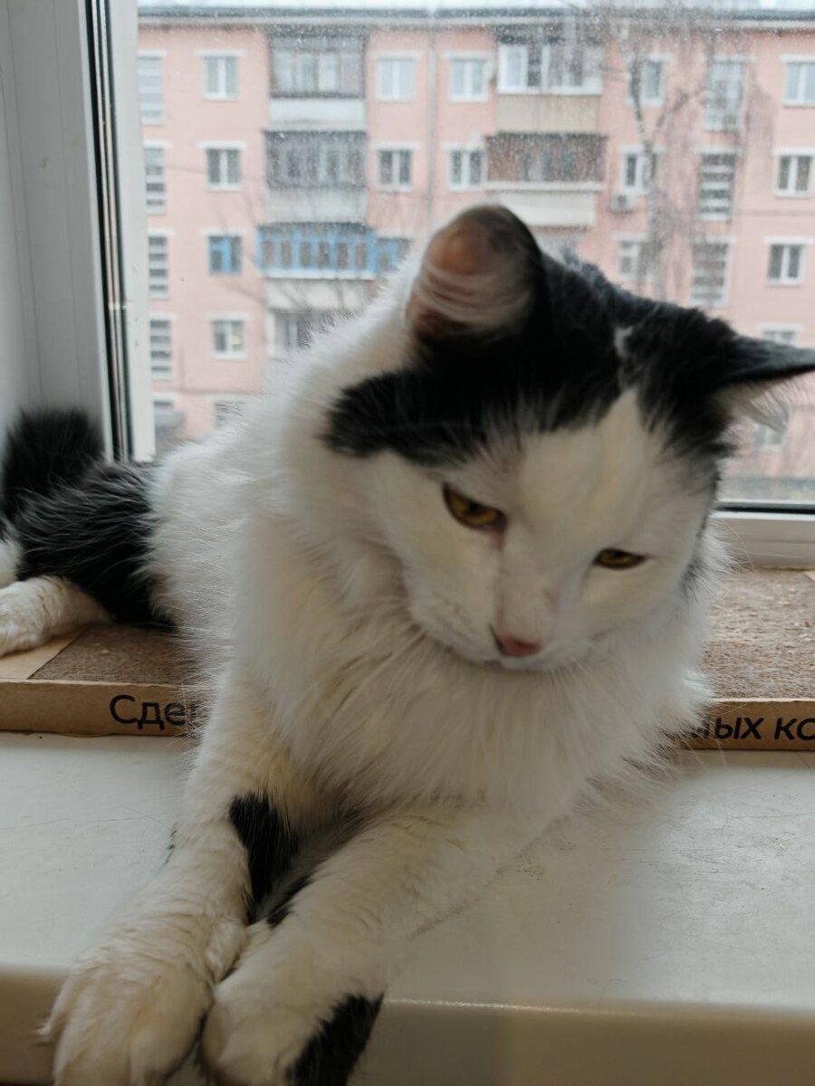 Лаки ждёт новый дом!