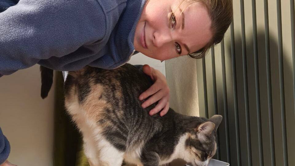 Вазелиновое масло смертельно опасно для кошек