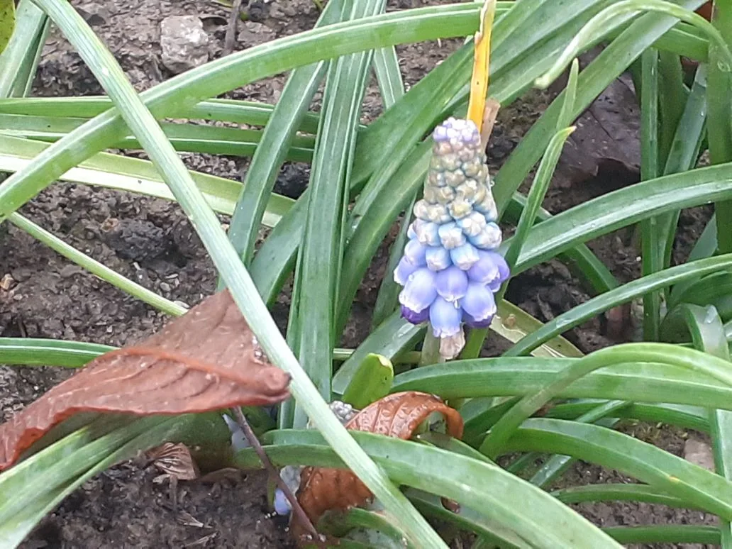 Цветение мускари я январе