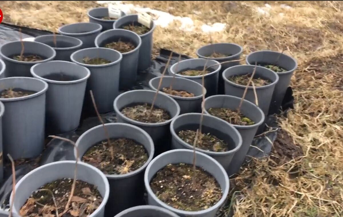 контейнеры с Павловнией