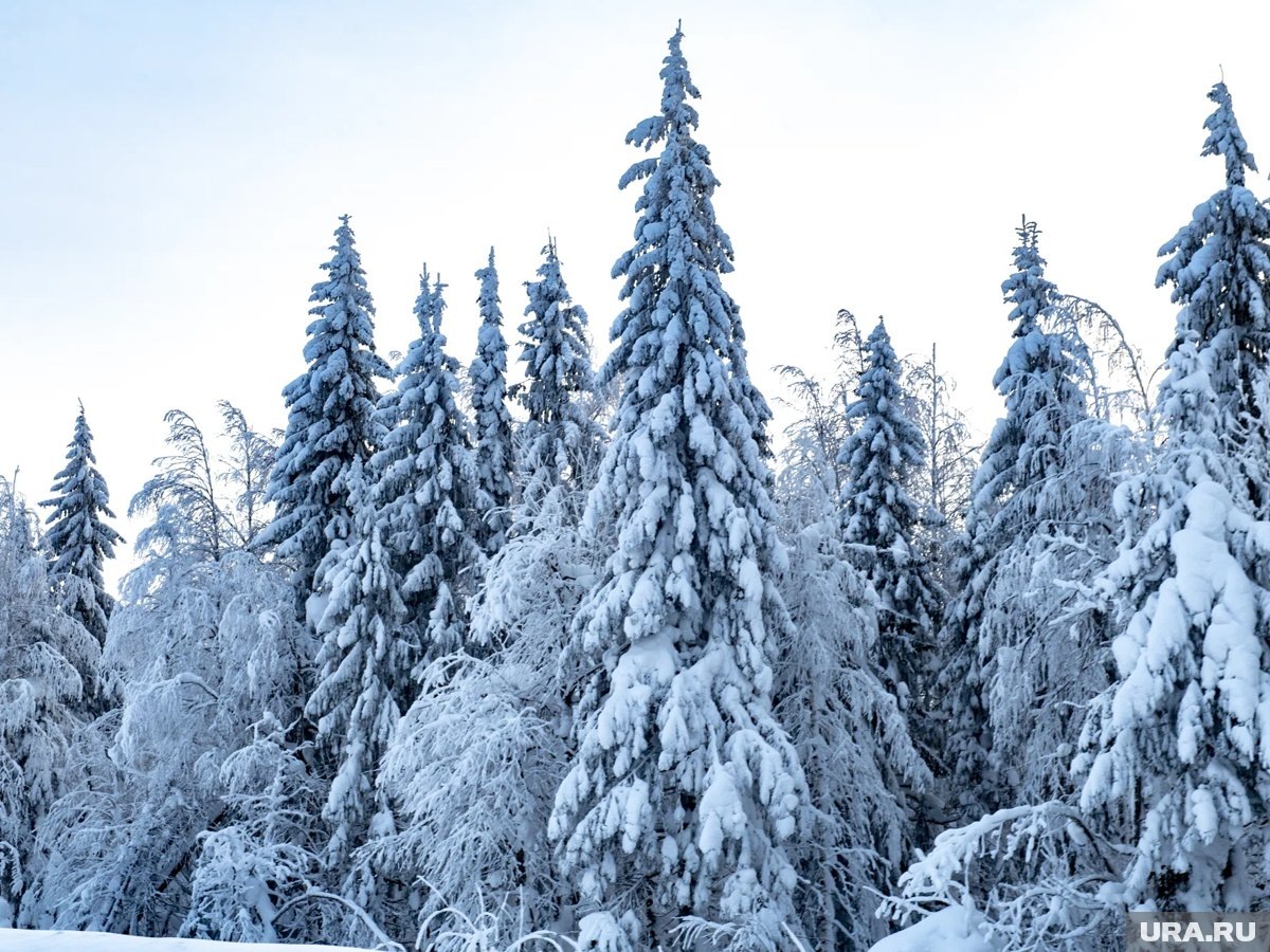     Волонтеры хотят возобновить поиски Усольцевых весной