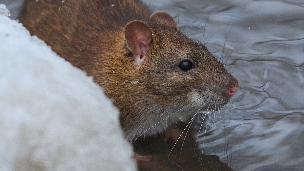 Серая крыса