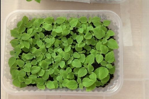 Павловния — "зеленый ковер"