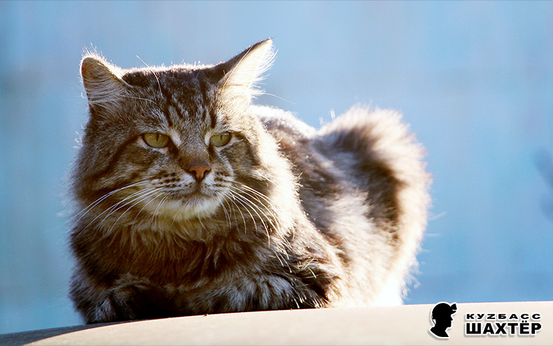 Фото автора не в тему