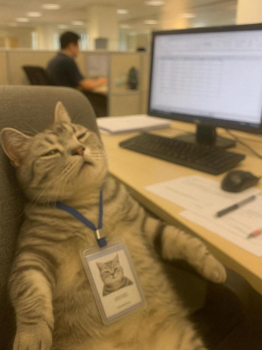 Я устал - у меня лапки. Фото из открытых источников.