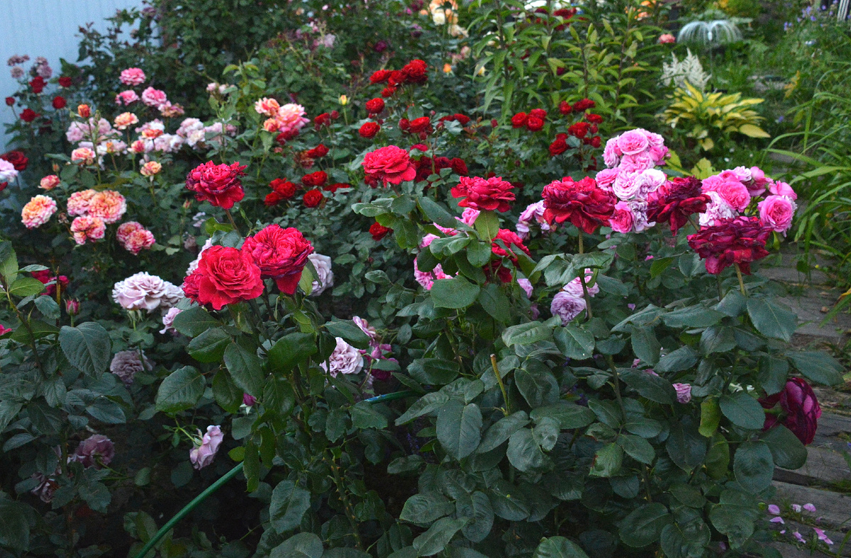 13 июля 2025, мой сад. Все фотографии мои, розы и прочие растения тоже