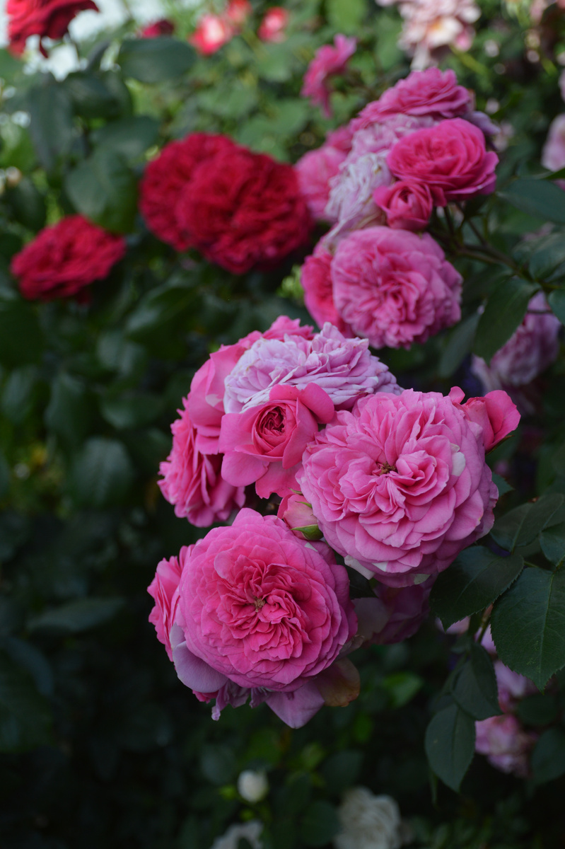 'Баронесса' (Baronesse)