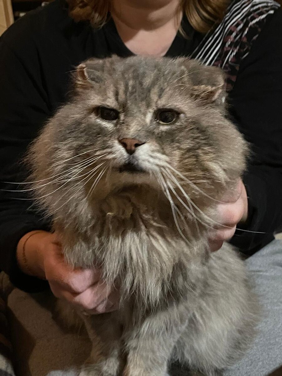 Ладно, Младшая Кошь, можешь меня немножко почесать!