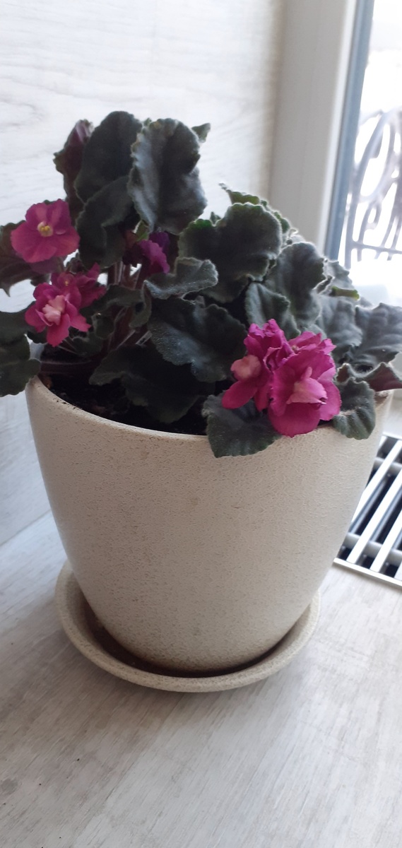 ФИАЛКА МАЛИНОВАЯ  ИЛИ ТЕМНО-РОЗОВАЯ.