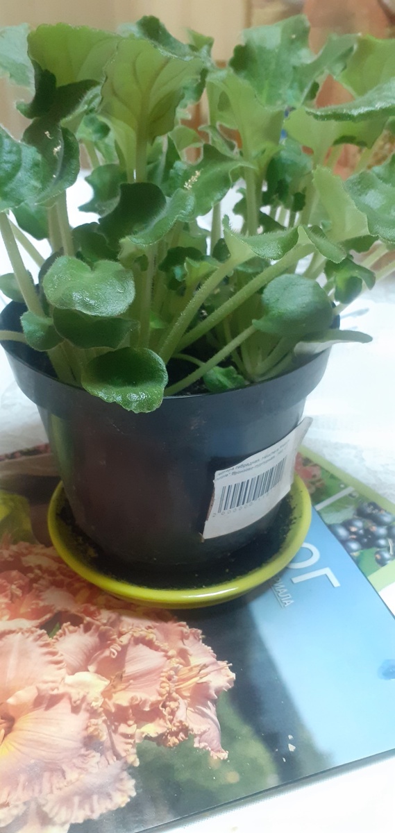 ВОТ ТАКИЕ ПЕРВЫЕ МОИ  2 СОРТА ВЫРОСЛИ В ОДНОМ ГОРШКЕ.