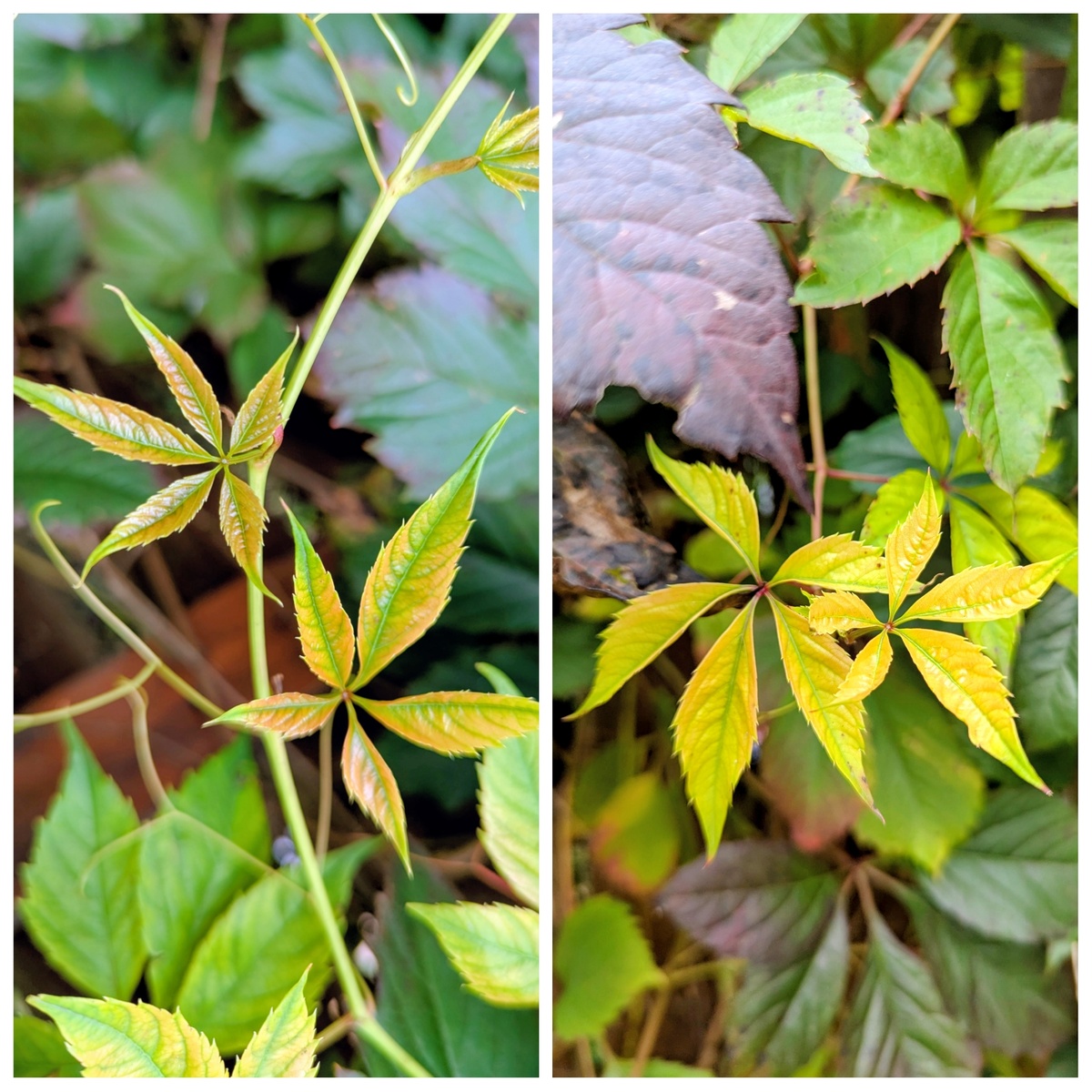 Девичий виноград