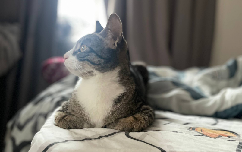 Куся (8 месяцев) | Автор фото: Ксения Фурдман