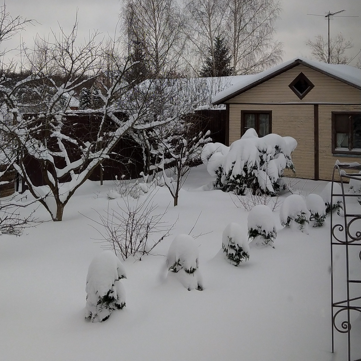 Из-под снега виднеются лишь верхушки хвойников. Фото автора