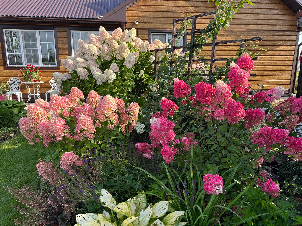 «Визитная карточка» нашего сада 2025. Фото Мой второй сад. 